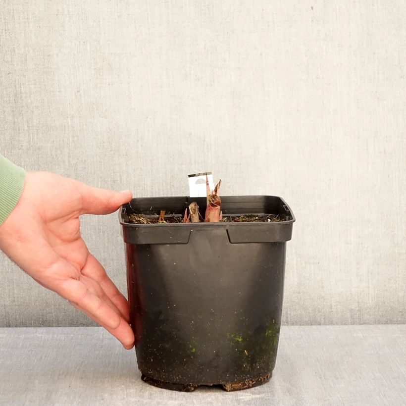 Example of Mangave Purple passion - Manfreda hybride Pot de 3L/4L as you get in hiver