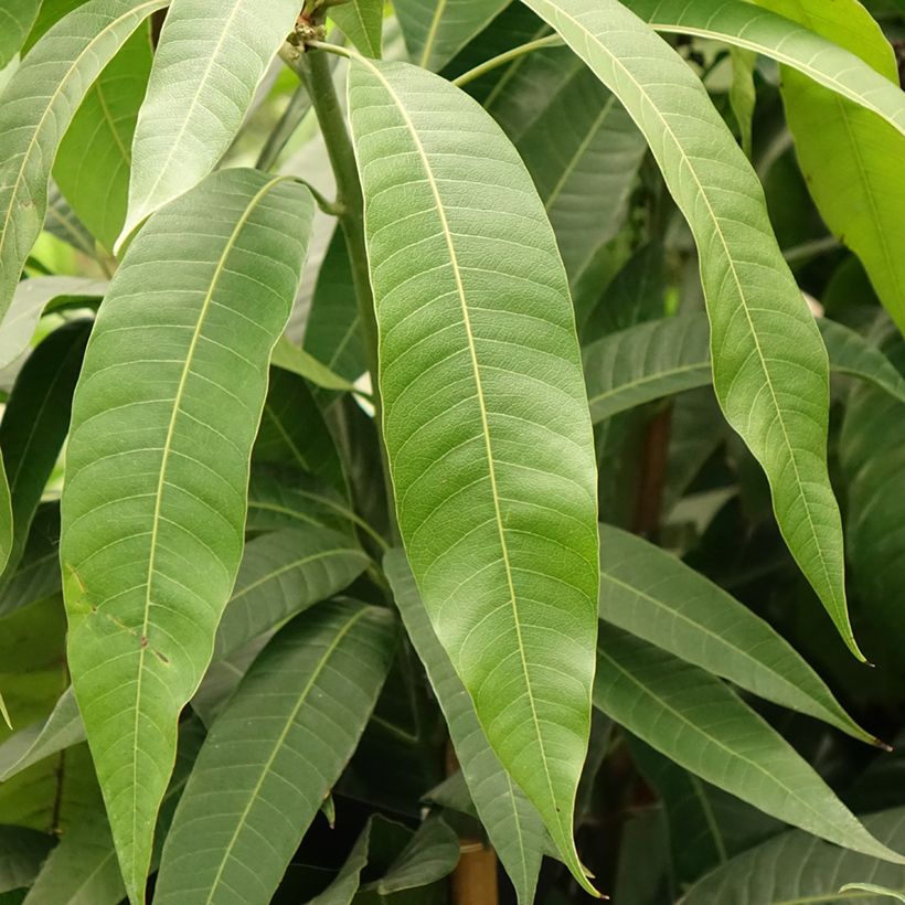 Mangifera indica - Manguier (Foliage)