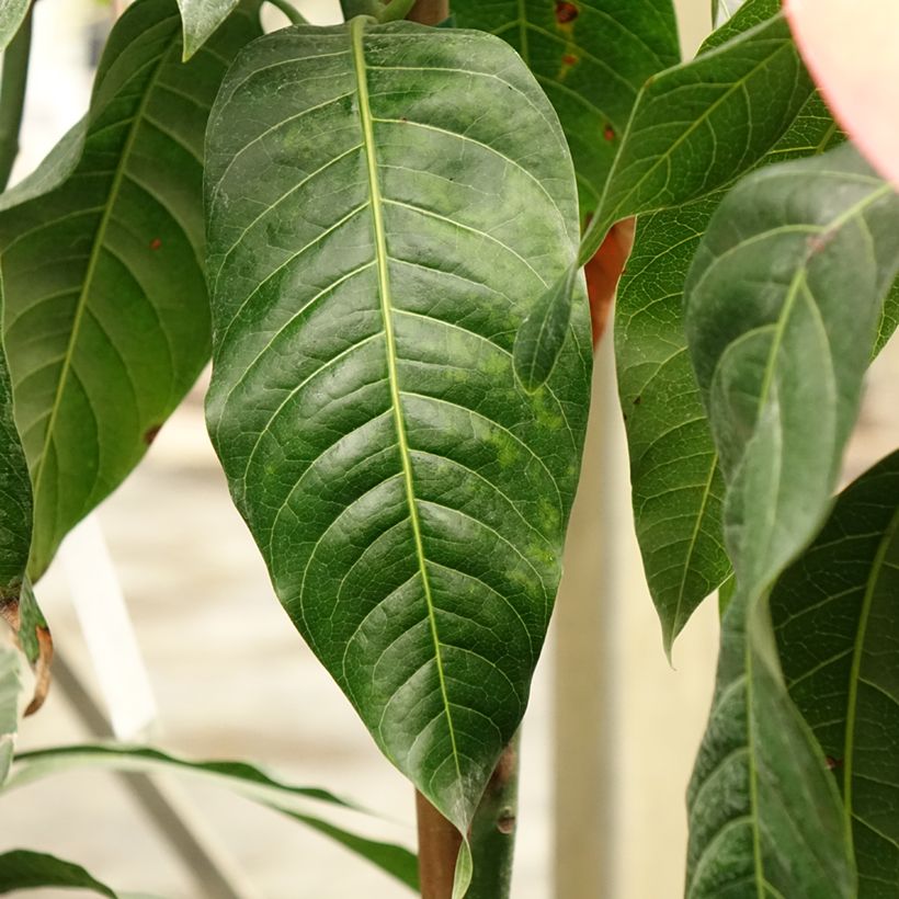 Manguier Keitt - Mangifera indica (Foliage)