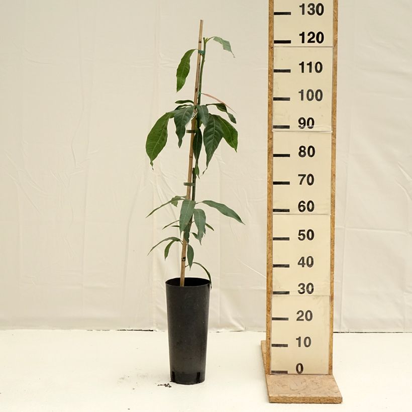 Example of Manguier Keitt - Mangifera indica Pot de 6L/7L as you get in printemps