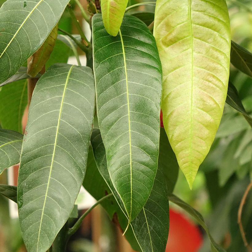 Manguier Osteen - Mangifera indica (Feuillage)