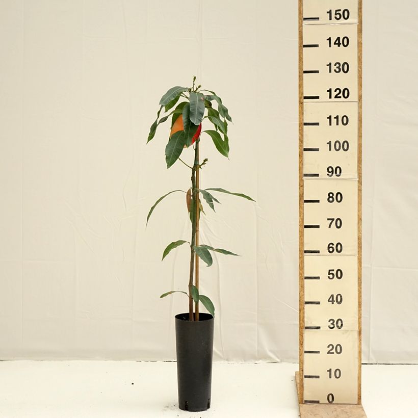 Spécimen de Manguier Osteen - Mangifera indica Pot de 6L/7L tel que livré au printemps