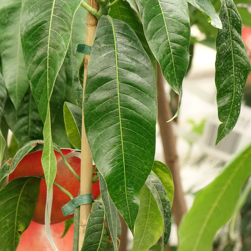 Manguier Palmer - Mangifera indica (Feuillage)