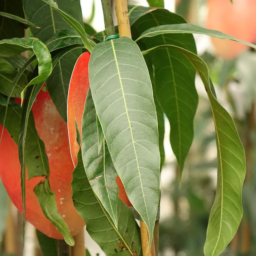 Manguier Tommy Atkins - Mangifera indica (Foliage)