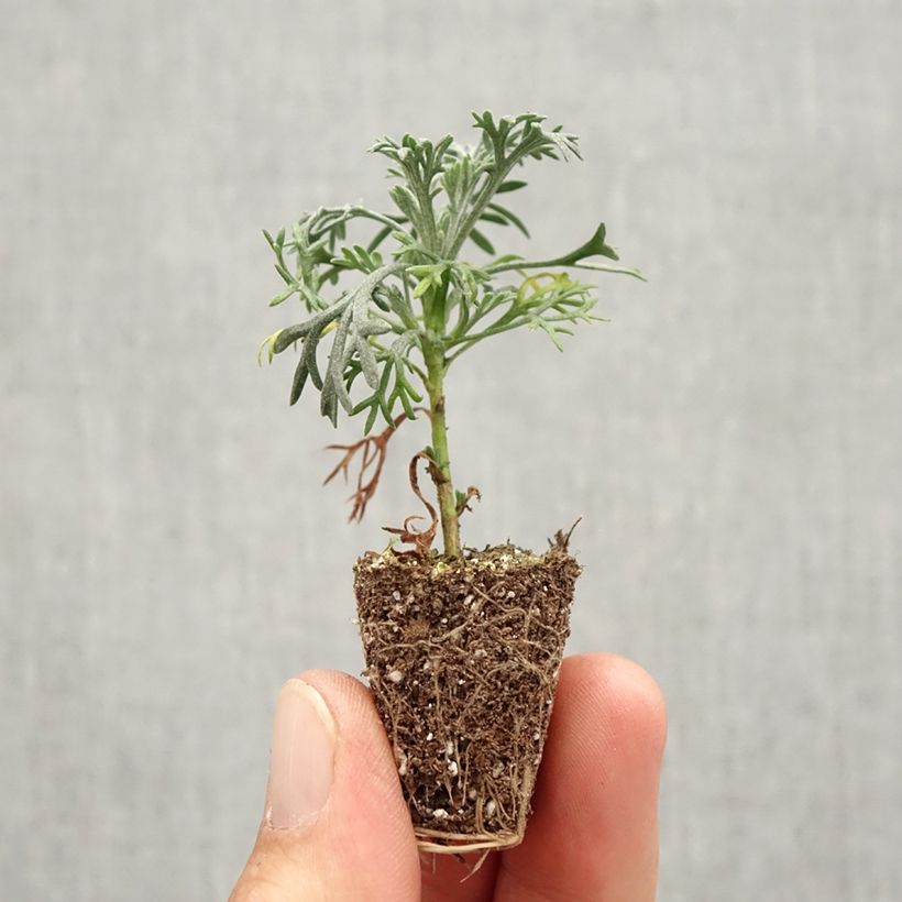 Example of Marguerite du Maroc Flirt - Rhodanthemum hosmariense  Mini-motte Mini-motte Ø 3/4 cm, Plant vert de 5 à 7 cm de haut as you get in automne