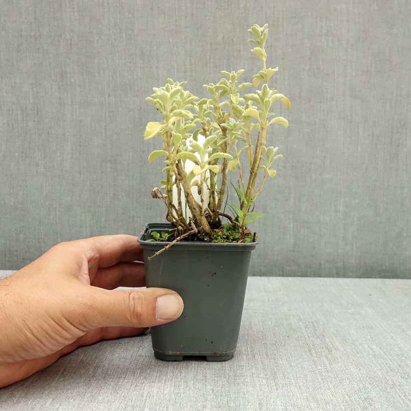 Spécimen de Marrubium incanum - Marrube gris ou blanchi  Godet de 8/9 cm tel que livré en été