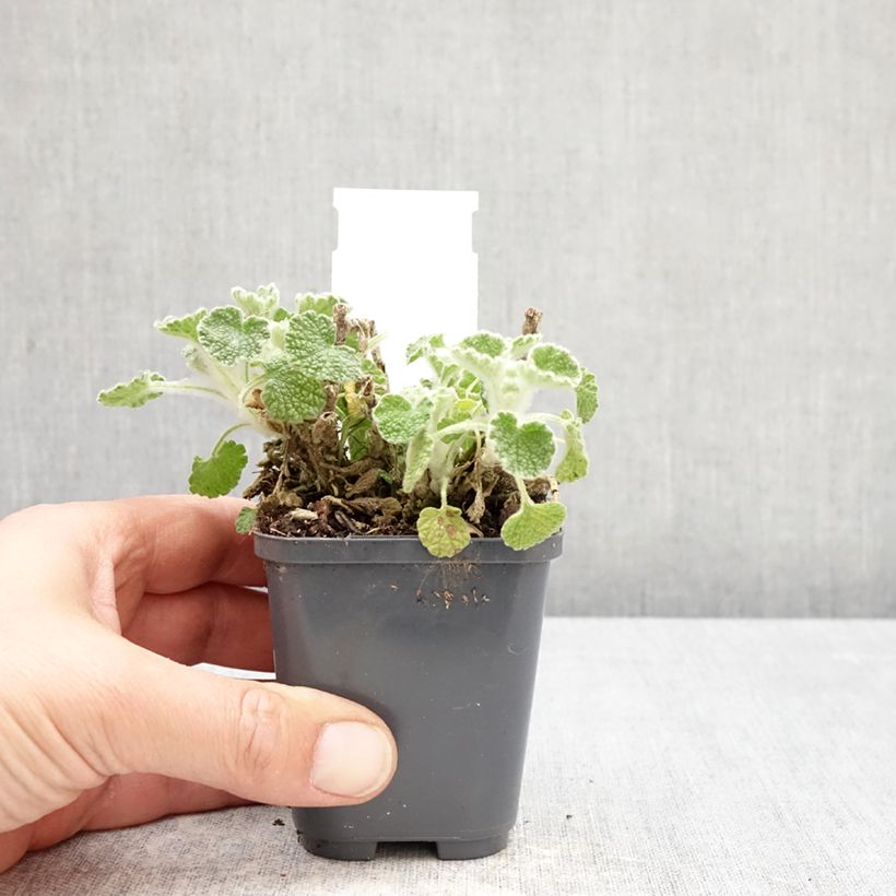 Spécimen de Marrubium incanum - Marrube gris ou blanchi  Godet de 8/9 cm tel que livré au printemps