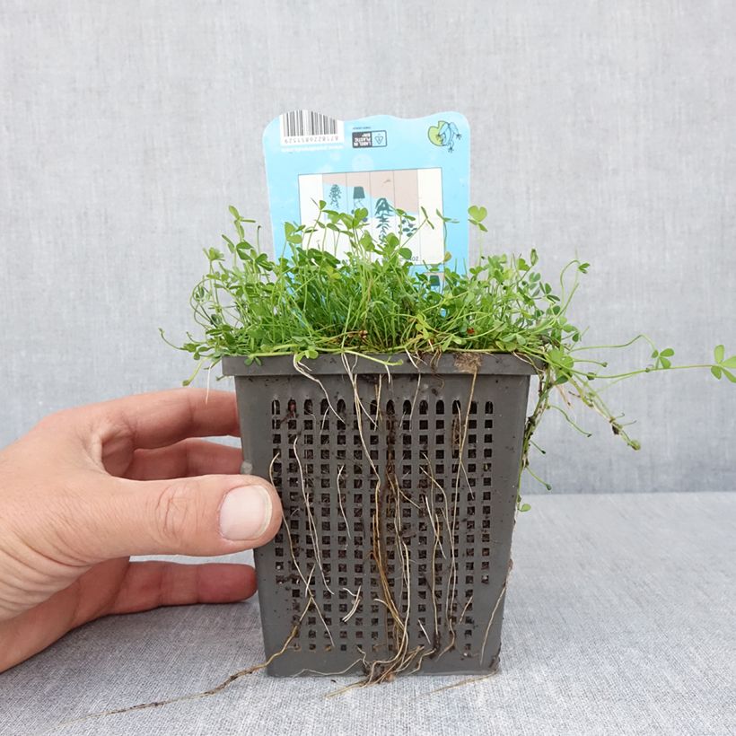 Example of Marsilea quadrifolia - Marsilée à quatre feuilles Pot de 1L/1,5L as you get in printemps