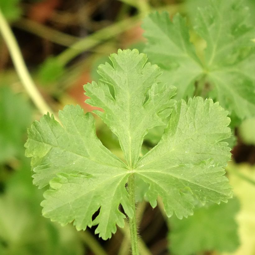 Mauve musquée - Malva moschata Rosea (Foliage)