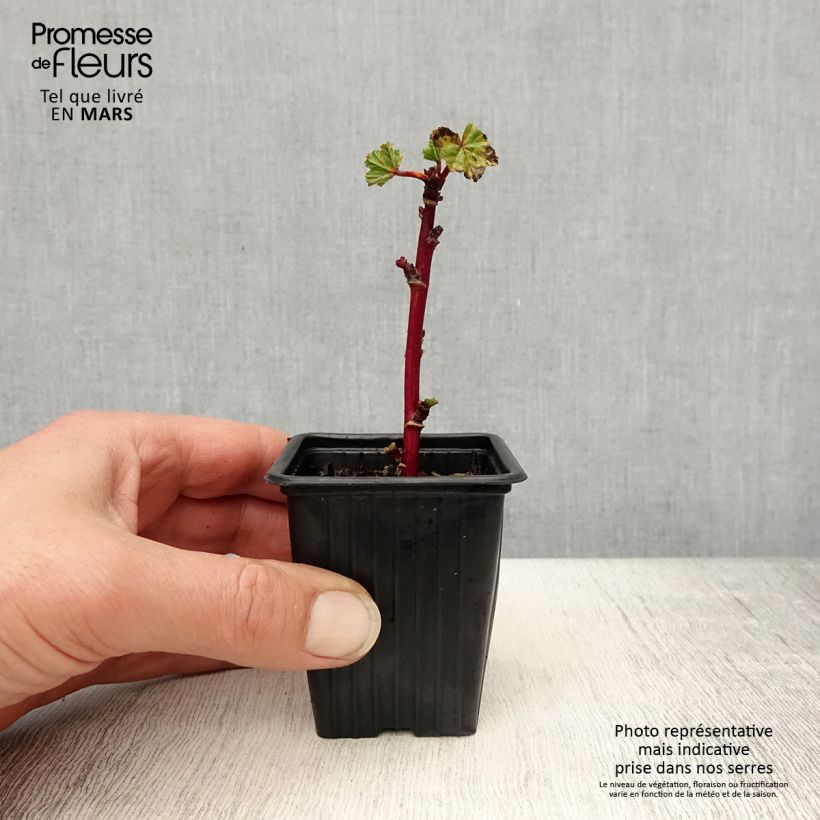 Example of Mauve sylvestre - Malva sylvestris Godet de 7/8 cm as you get in printemps