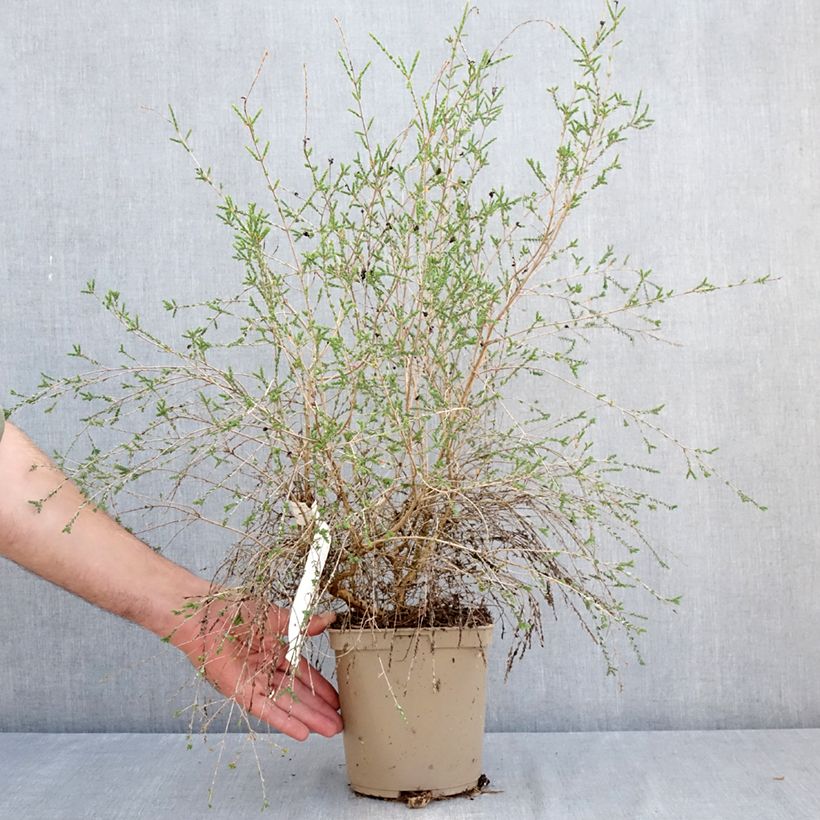 Spécimen de Melaleuca gibbosa Pot de 2L/3L tel que livré en été