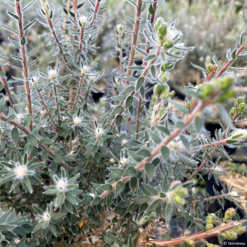 Melaleuca squamea - cajeputier squameux (Foliage)