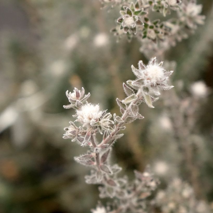 Melaleuca squamea - cajeputier squameux (Flowering)