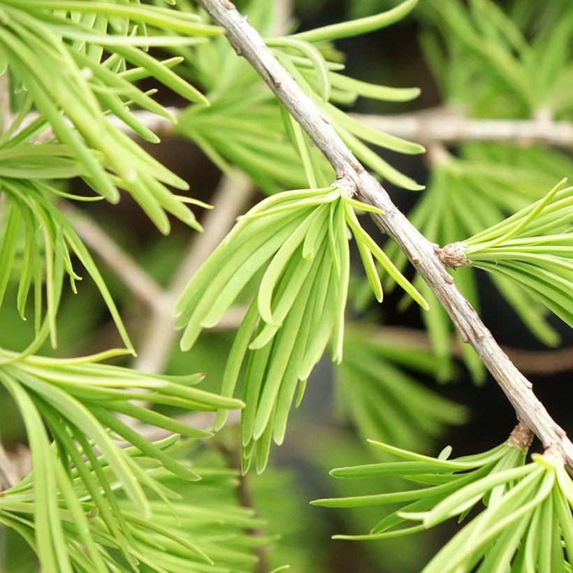 Mélèze de Chine - Pseudolarix amabilis (Foliage)