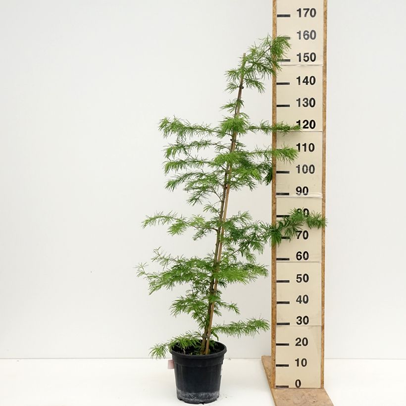 Example of Mélèze de Chine - Pseudolarix amabilis Pot de 7,5L/10L as you get in printemps