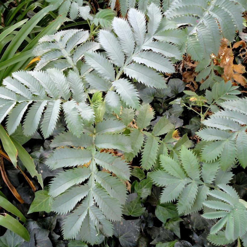 Melianthus major - Grande mélianthe (Foliage)