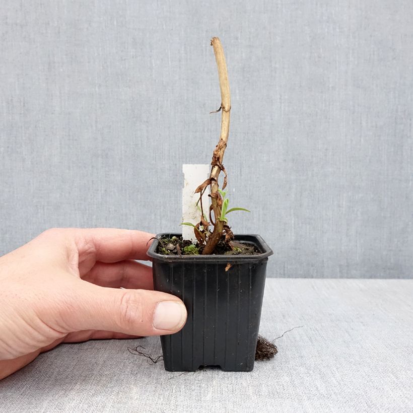 Example of Melianthus major - Grande mélianthe Godet de 8/9 cm as you get in printemps