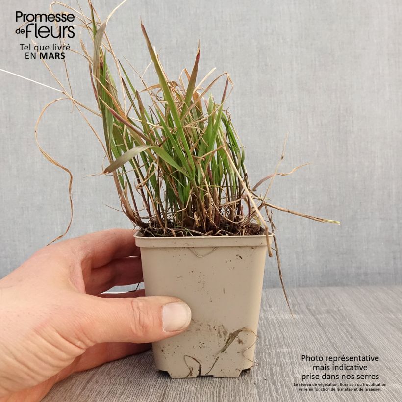 Example of Melica nutans - Mélique penchée Godet de 8/9 cm as you get in printemps