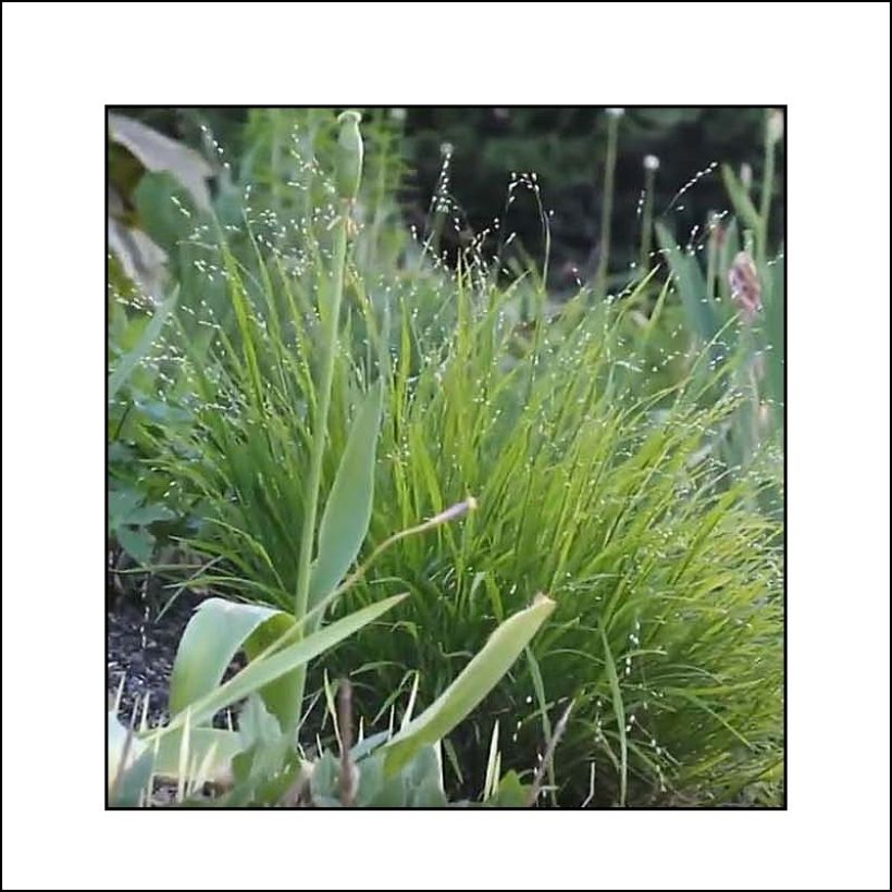 Melica uniflora albida - Mélique à une fleur (Foliage)