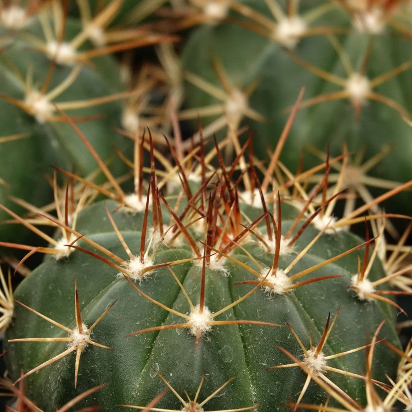 Melocactus azureus - Cactus melon (Feuillage)
