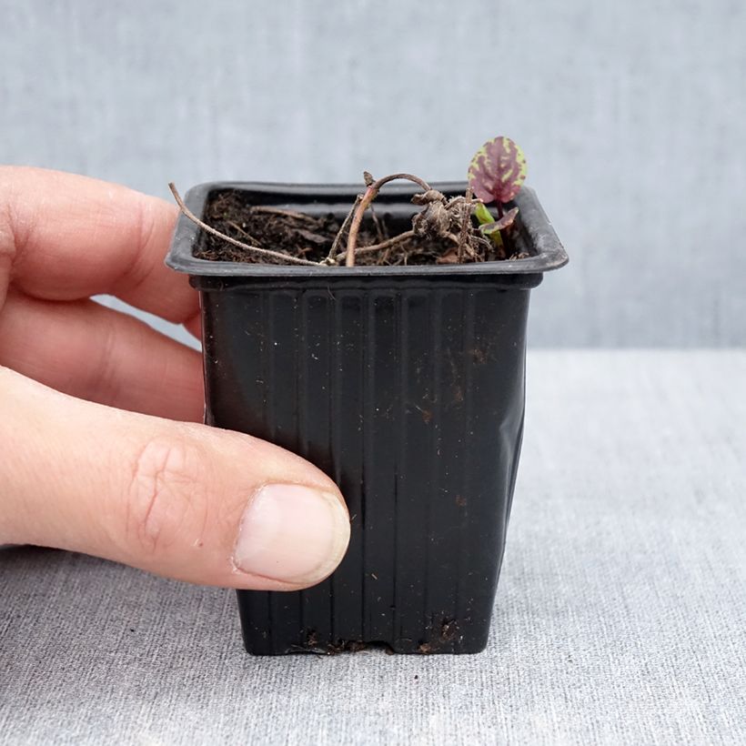 Spécimen de Menthe banane BIO - Mentha arvensis Banana Godet de 8/9 cm tel que livré au printemps