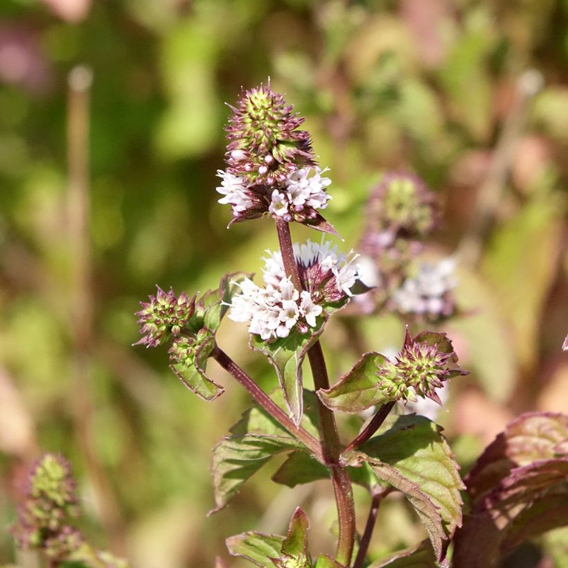 Menthe Bergamote BIO - Mentha citrata Bergamote (Flowering)