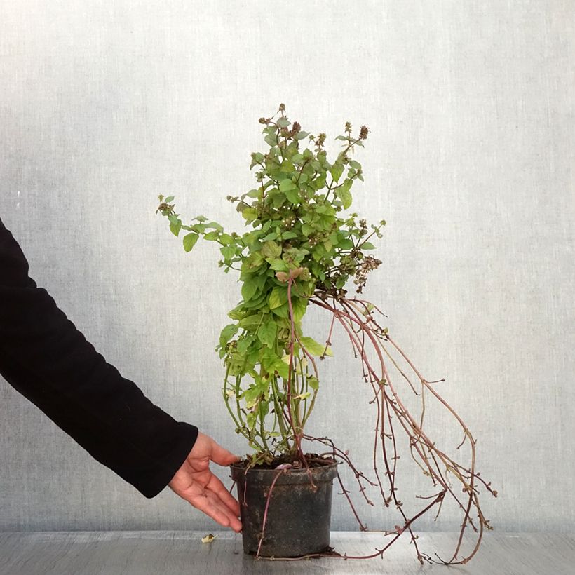 Spécimen de Menthe Bergamote - Mentha citrata Bergamote Pot de 2L/3L tel que livré en automne