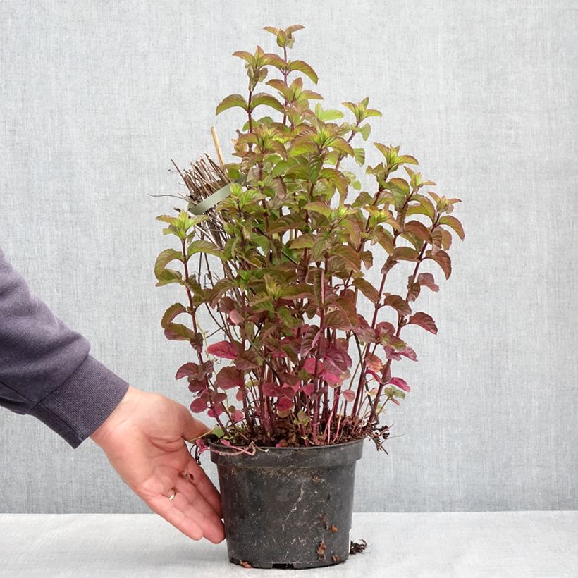 Example of Menthe Bergamote BIO - Mentha citrata Bergamote Pot de 2L/3L as you get in printemps