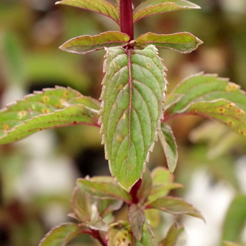 Menthe Bergamote - Mentha citrata Bergamote (Foliage)