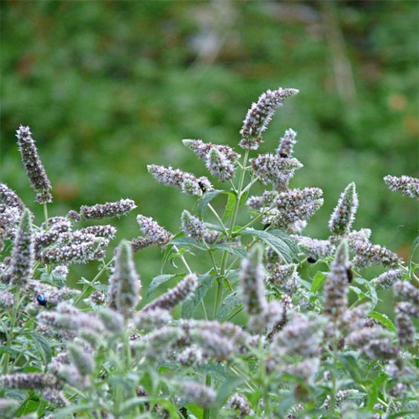 Menthe buddleia - Mentha longifolia Buddleja (Flowering)