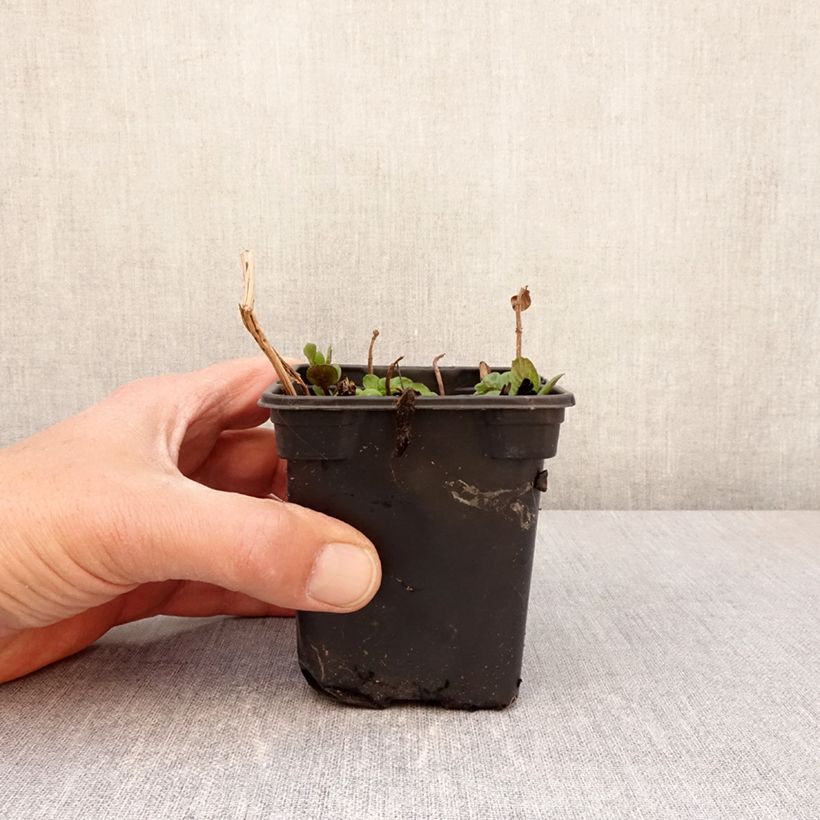 Spécimen de Menthe Chartreuse BIO - Mentha piperita Chartreuse Godet de 8/9 cm tel que livré au printemps