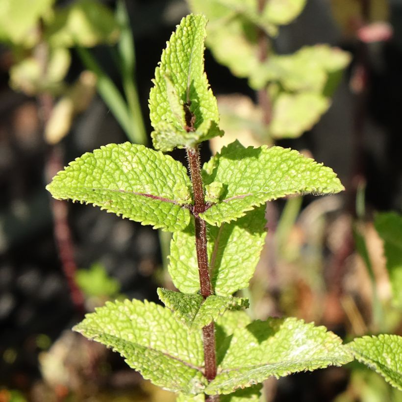 Menthe Chinoise BIO - Mentha  haplocalyx (Foliage)