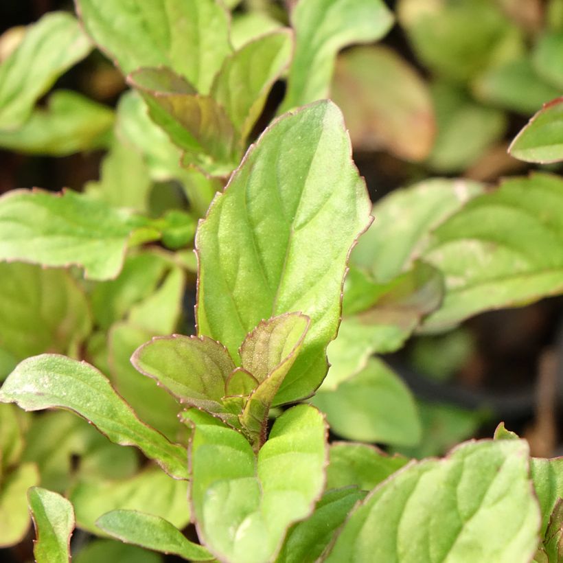 Menthe Citron - Mentha citrata (Feuillage)