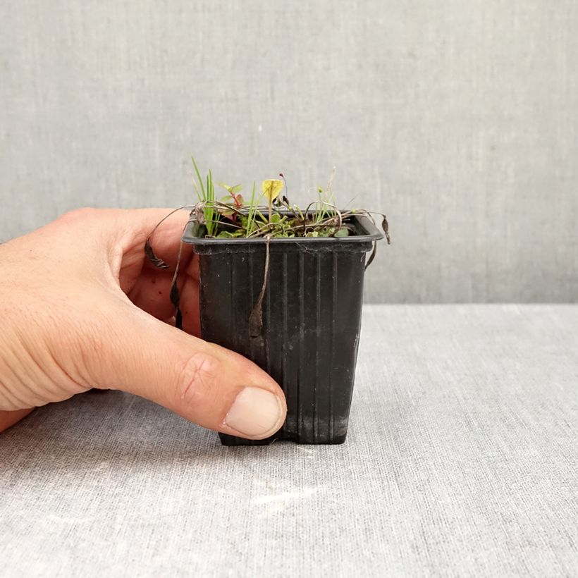 Spécimen de Menthe Coq - Tanacetum balsamita Godet de 7/8 cm tel que livré en automne