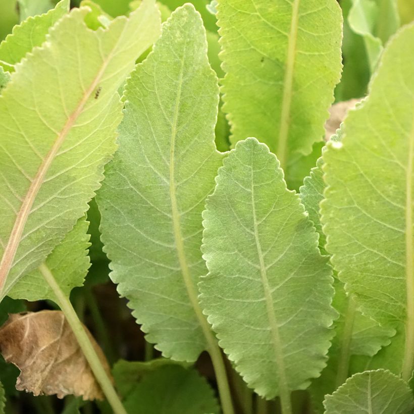 Menthe Coq - Tanacetum balsamita (Foliage)