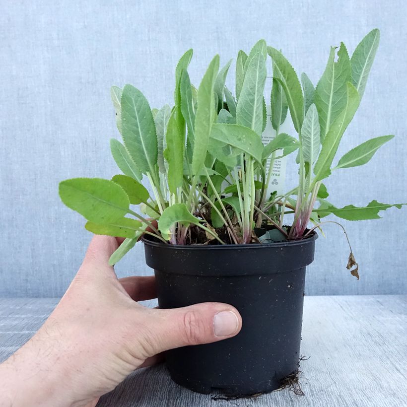 Example of Menthe Coq - Tanacetum balsamita Pot de 1,5L/2L as you get in printemps