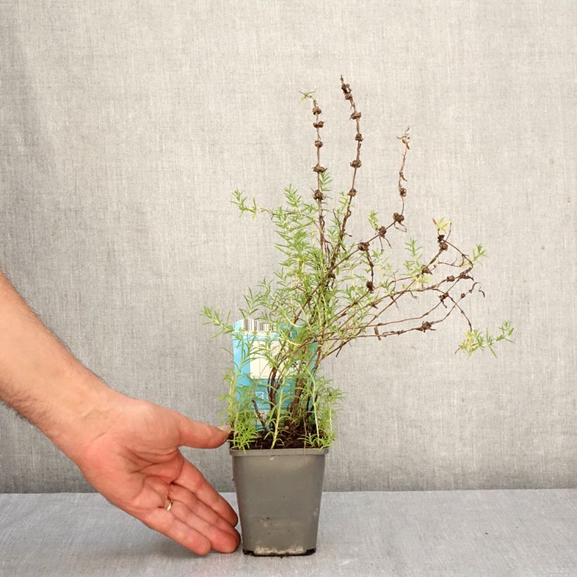 Spécimen de Menthe des cerfs - Mentha ou Preslia cervina Alba Godet de 8/9 cm tel que livré en automne