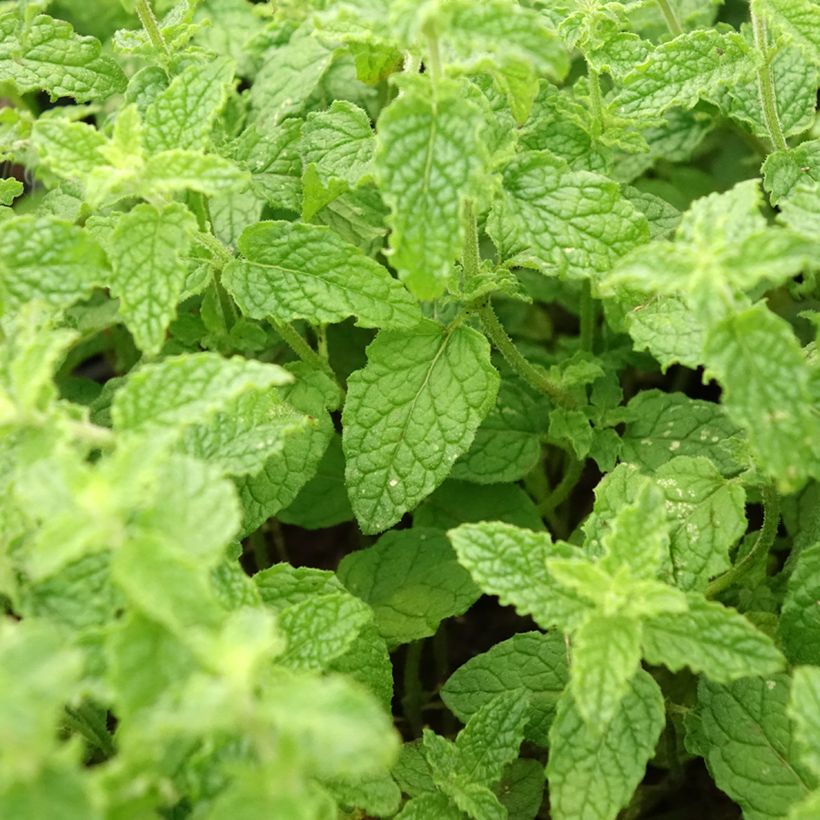 Menthe Fraise - Mentha spicata Strawberry  (Foliage)