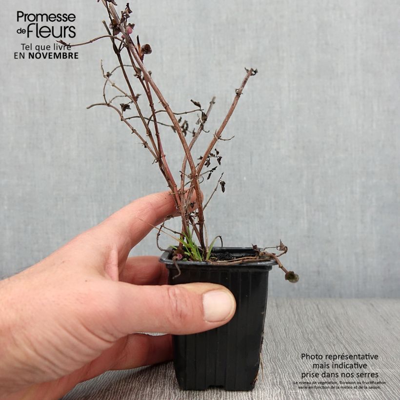 Spécimen de Menthe Goût d'Orange - Mentha citrata Goût d'Orange  Godet de 8/9 cm tel que livré en automne
