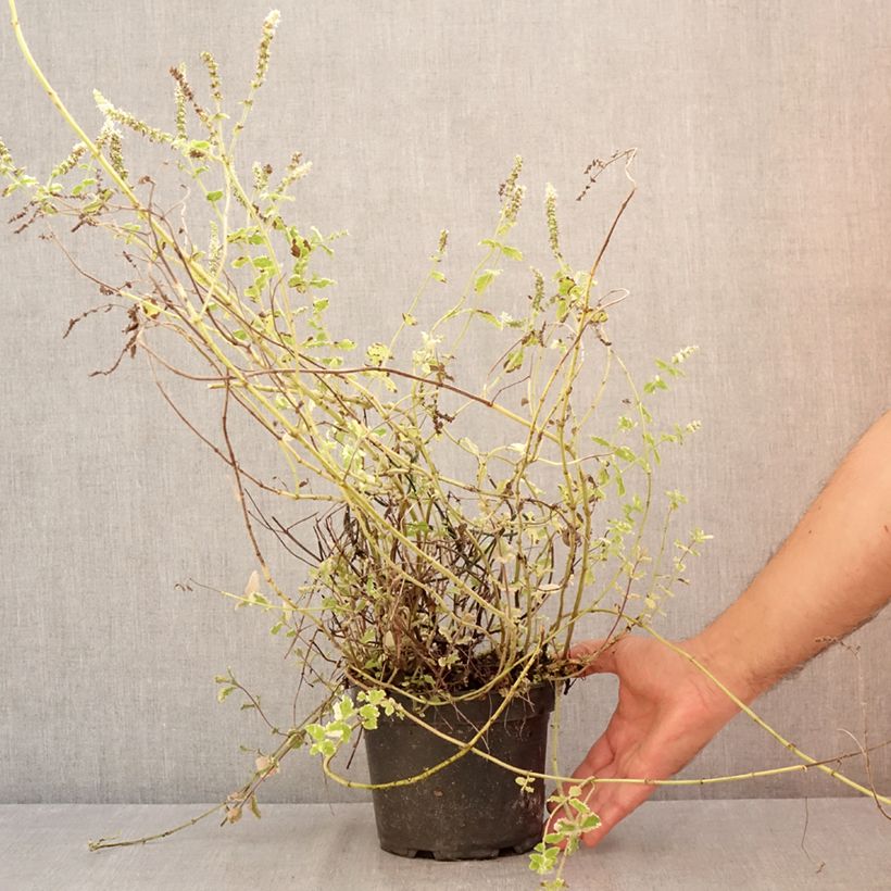 Spécimen de Menthe panachée - Mentha suaveolens Variegata Pot de 2L/3L tel que livré en été