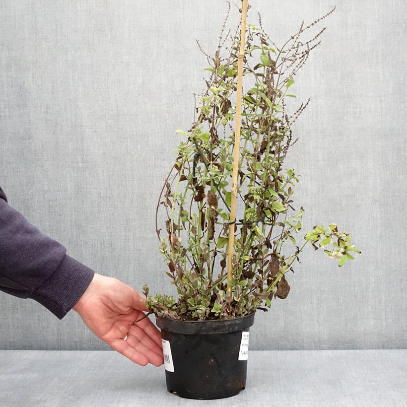 Example of Menthe panachée - Mentha suaveolens Variegata Pot de 2L/3L as you get in printemps