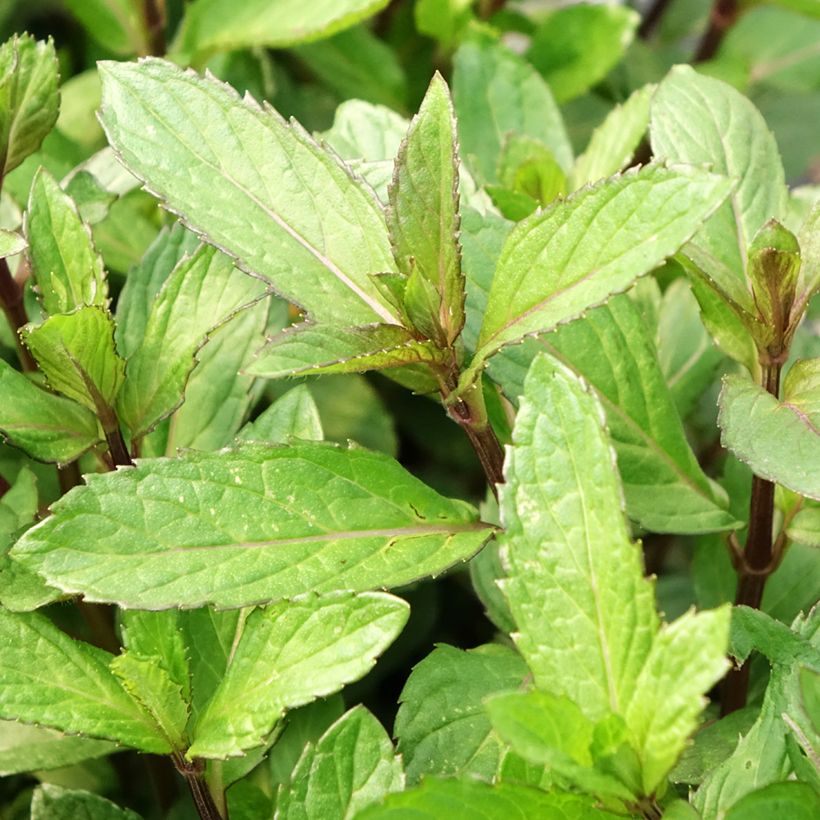 Menthe poivrée - Mentha piperata en plant BIO (Foliage)