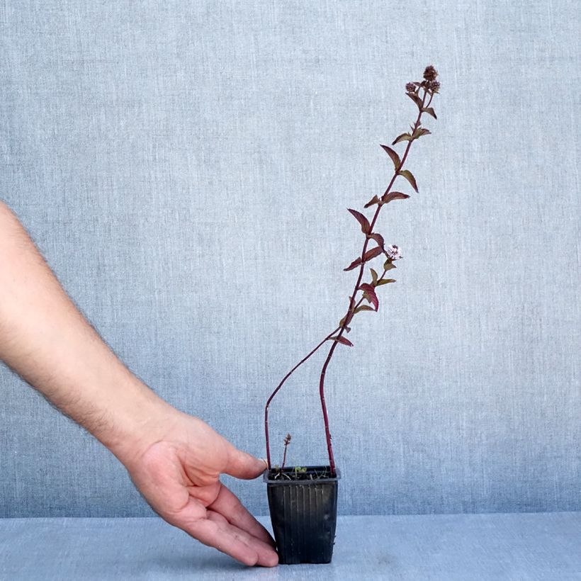 Spécimen de Menthe Romana Rossa BIO - Mentha piperita Godet de 8/9 cm tel que livré en été