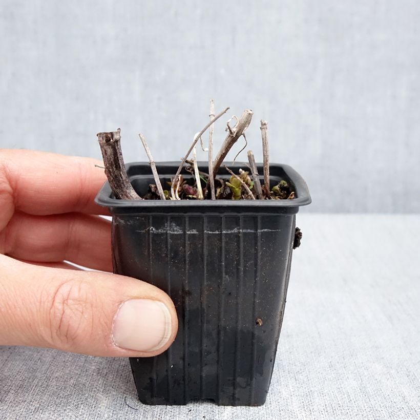 Example of Menthe Romana Rossa BIO - Mentha piperita Godet de 8/9 cm as you get in printemps