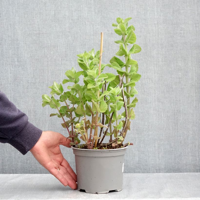 Example of Menthe suave BIO - Mentha suaveolens Pot de 2L/3L as you get in printemps