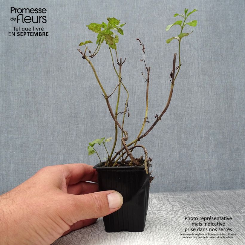 Spécimen de Menthe suisse - Mentha x piperita Swiss Godet de 8/9 cm tel que livré en automne