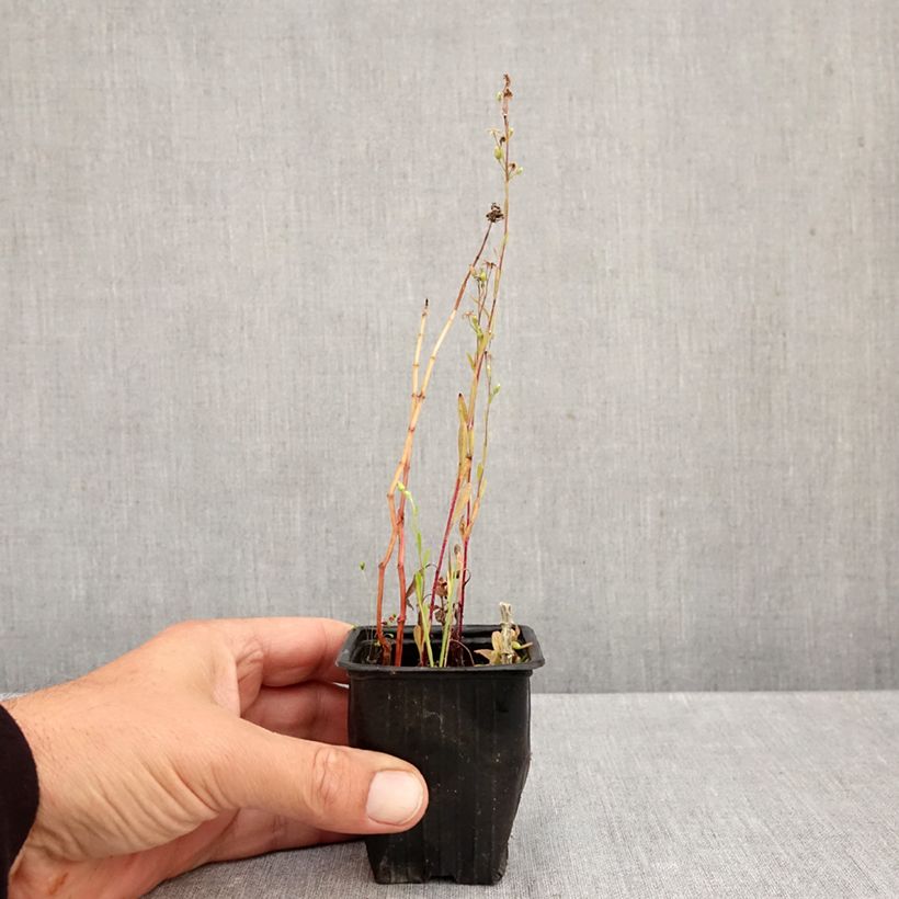 Spécimen de Menthe suriso BIO Godet de 8/9 cm tel que livré en automne