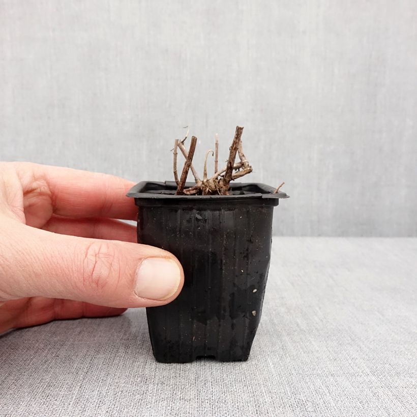 Example of Menthe suriso BIO Godet de 8/9 cm as you get in hiver