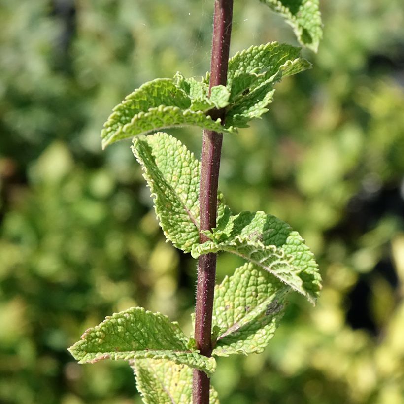 Menthe Tashkent - Mentha spicata BIO (Foliage)