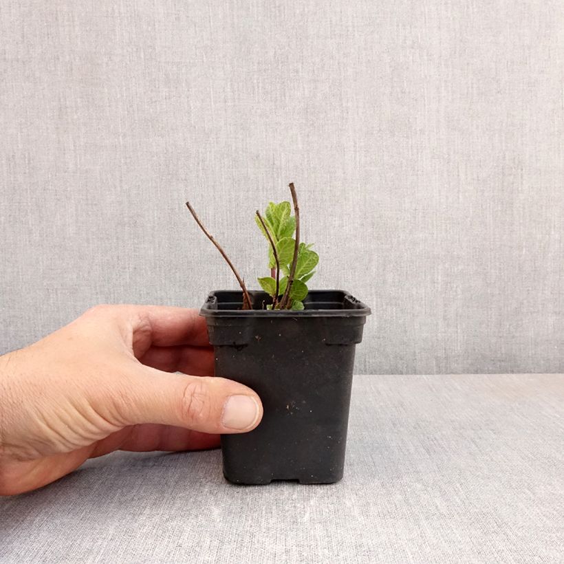 Example of Menthe Tashkent - Mentha spicata BIO Godet de 8/9 cm as you get in printemps